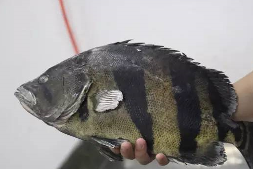 原创这是什么操作鱼友把价值近几十万的龙虎鱼冻在冰箱里真爱啊