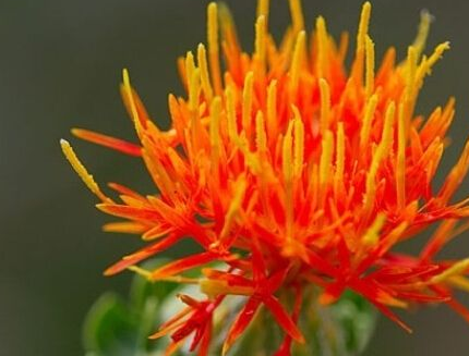 藏红花,又名西红花,番红花.