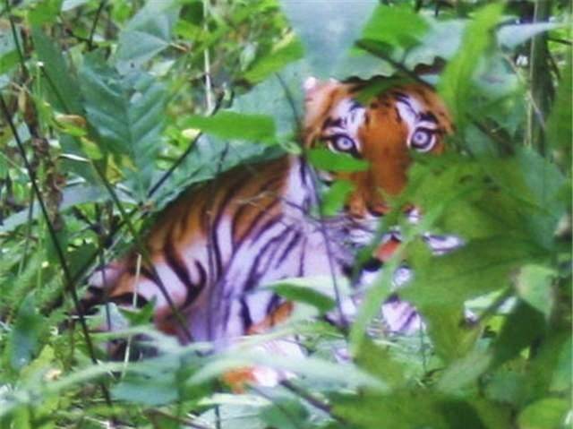 原创当年为了百万奖励上山拍华南虎的陕西农民后来为何入狱了