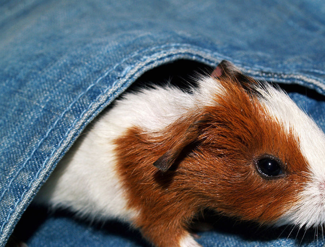 原创宠物豚鼠常见的健康问题有哪些