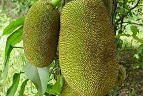 菠萝蜜是全世界"最大"的水果,可惜很多人都吃错了,你知道吗?_果肉_榴