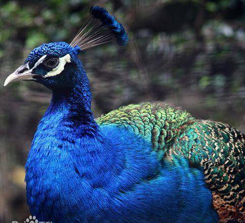 "指的就是这种鸟杨丽萍因为它走红如今却不足200只_孔雀_凤凰_神兽