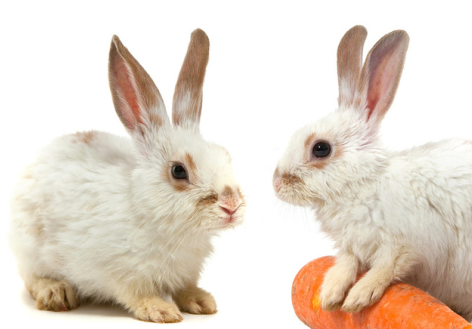 如何为你的兔子设置完美的兔笼?_宠物_干草_笼子