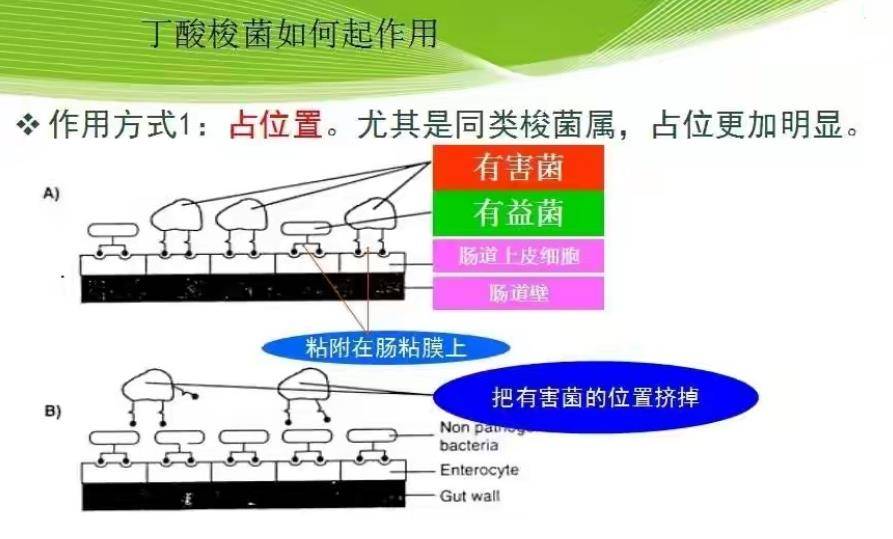 丁酸梭菌在养猪生产中的应用守护仔猪肠道健康有效防治腹泻