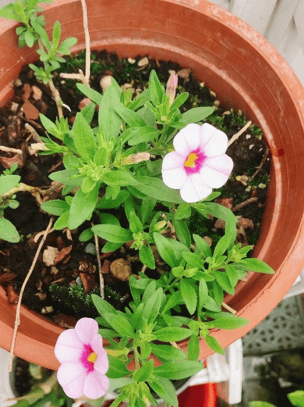 救命啊怎么有人给月季喂肉吃啊