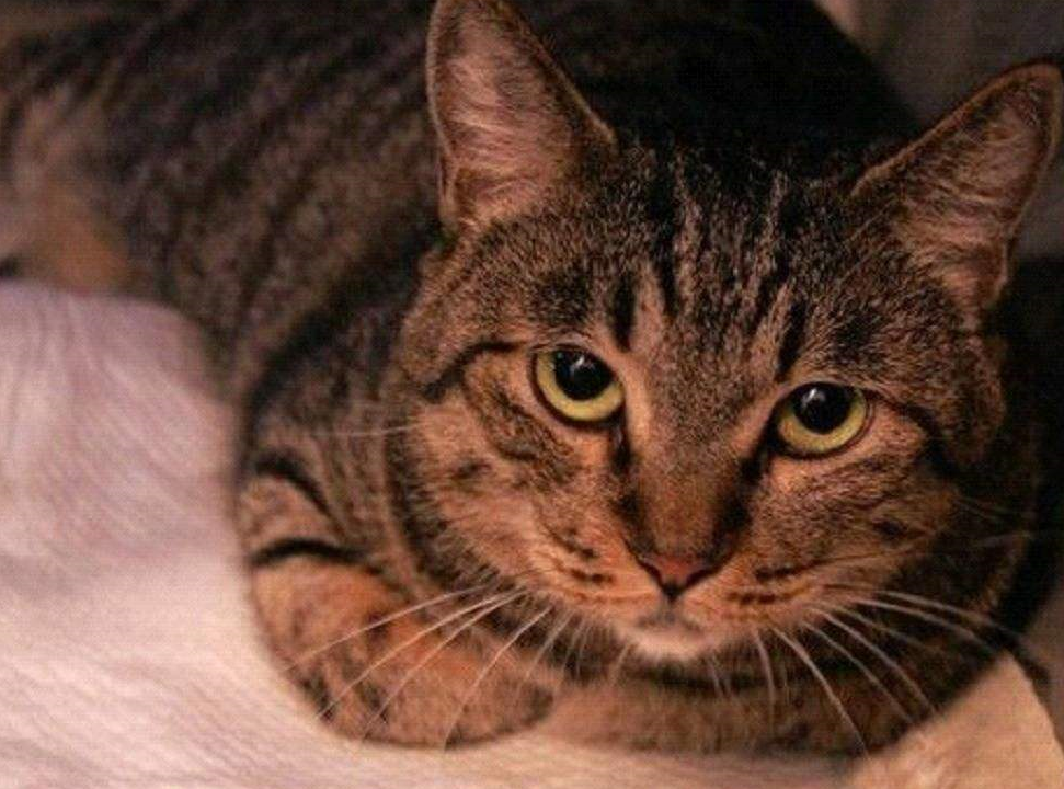 邻居家从朋友那里抱来了一只软萌的狸花猫,小猫咪刚来的时候特别胆小