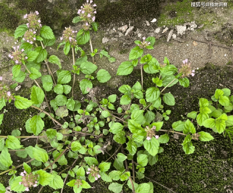 风轮菜,又称九层塔,断血流,有3大作用,价值极高,农民朋友要了解!