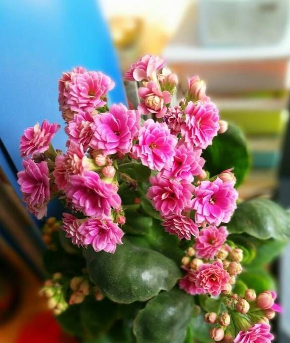 春季天气多变,小心养好长寿花,平时给它"备份"一下,都开爆了