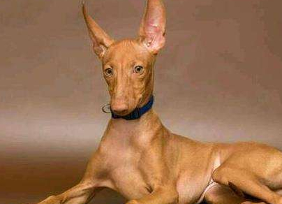 猎犬_人们_千年