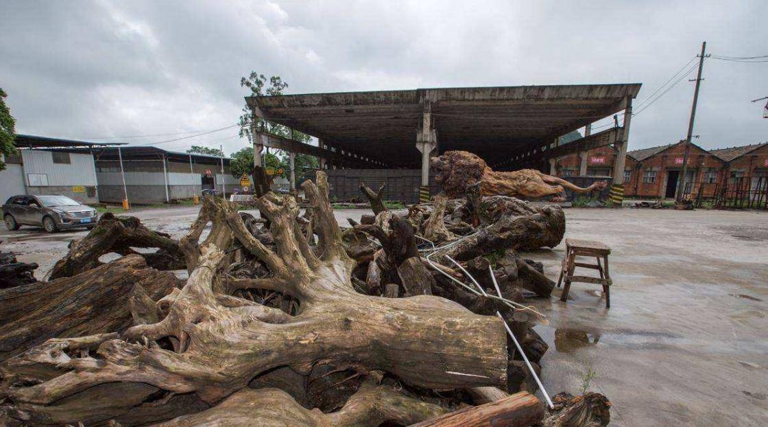 武汉公司花200万雕刻巨狮,富商出价300万不卖,如今已搁置7年_根雕