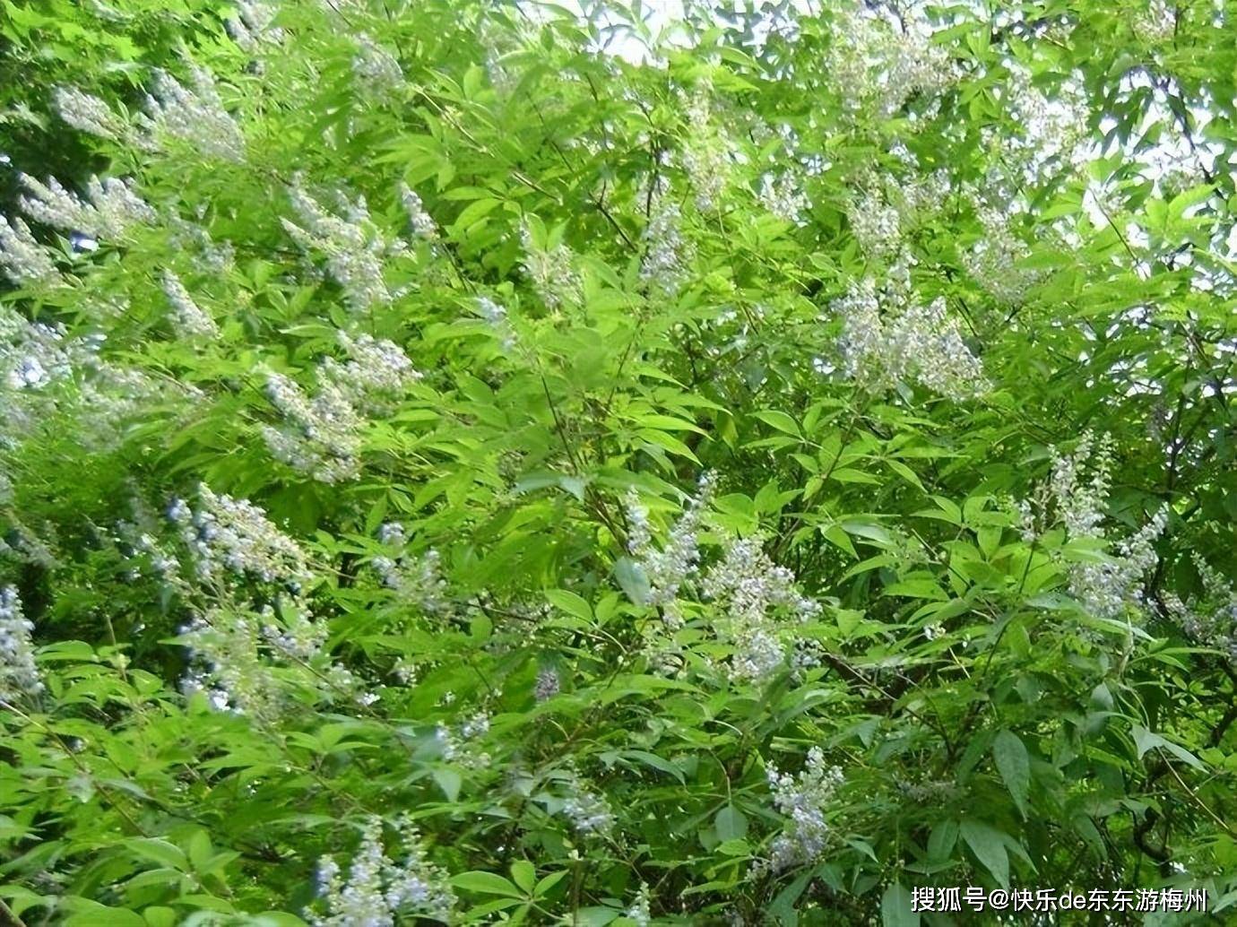 松源金星村发现梅县幸存最大的百年布惊树,树干一个人抱不过来