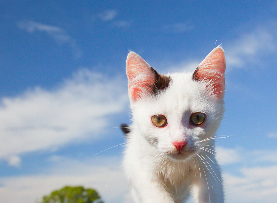 小奶猫赖上小姐姐,实力给自己找主人,不过这只猫也太萌了吧_人类_小猫