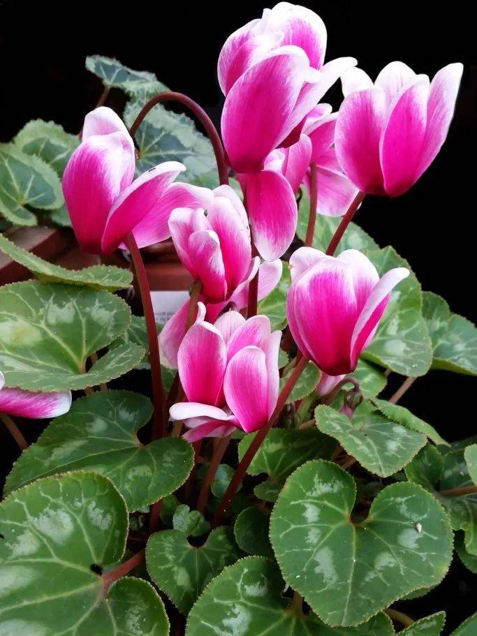 我本一心向佛施主何故吃我