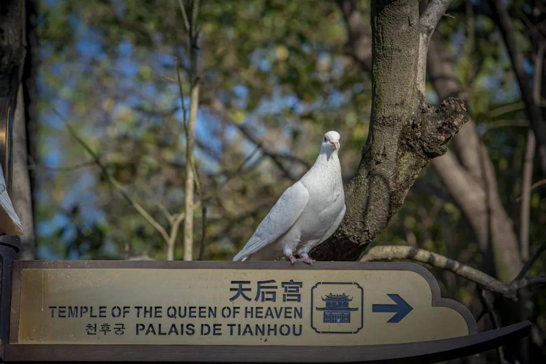 时光悠然寻着春天的脚步一步一鸽脚印