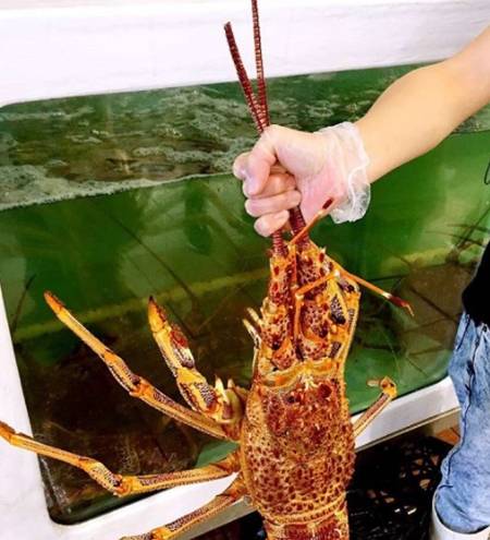 继青岛大虾再现天价食材醉酒客人消费7千多网友狠狠罚