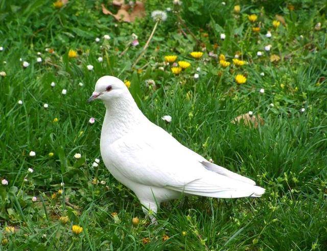 全是鲜血换来的教训_我军_日军_军鸽