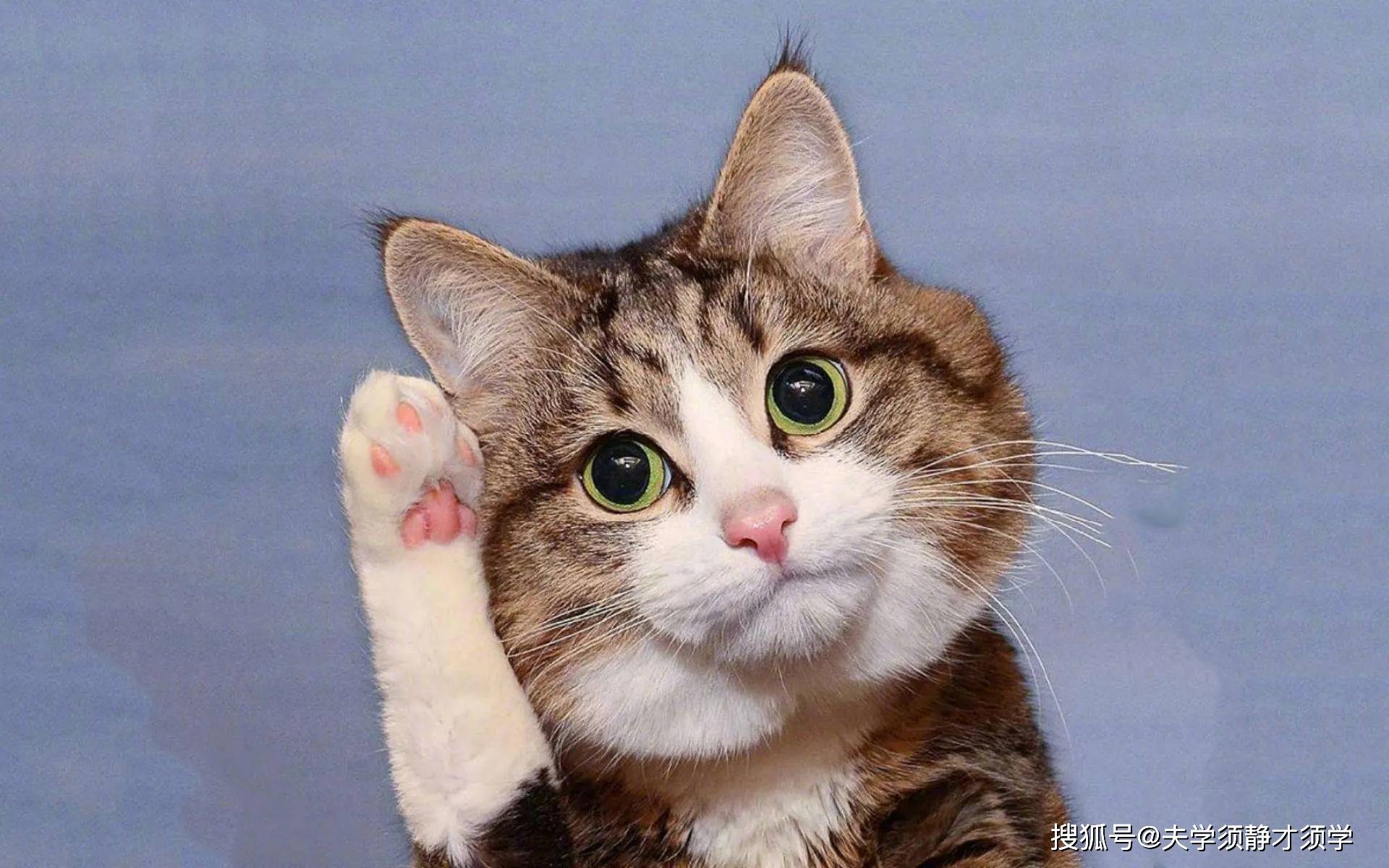 每日一笑医生喊道你不需要药你只需要闭嘴