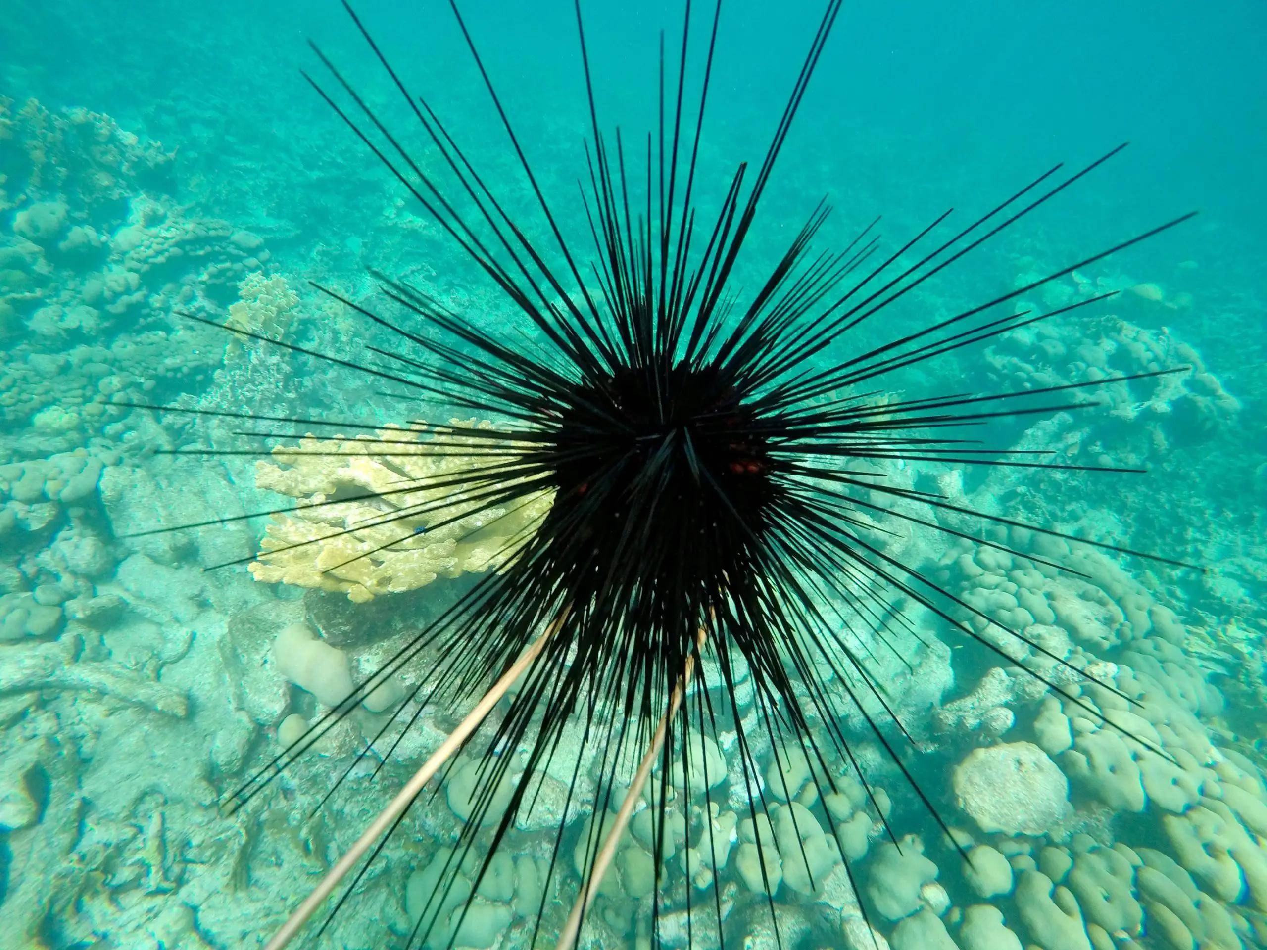 海底巨型不明生物图片