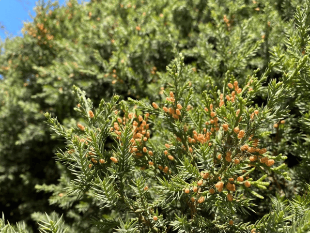 尹炤寅介绍说,春季以木本植物花粉为主;在夏末秋初,以草本植物花粉为