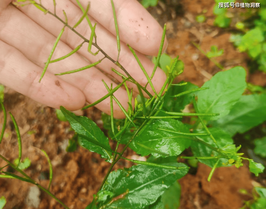 蔊菜根图片