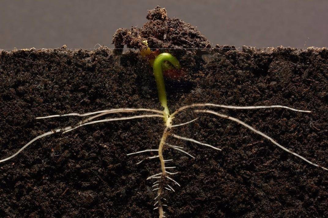 种子随便地上一扔,就自己长脚往土里钻?