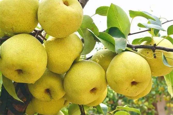 原创砀山梨产地在什么地方砀山梨享誉全国为何这么受欢迎