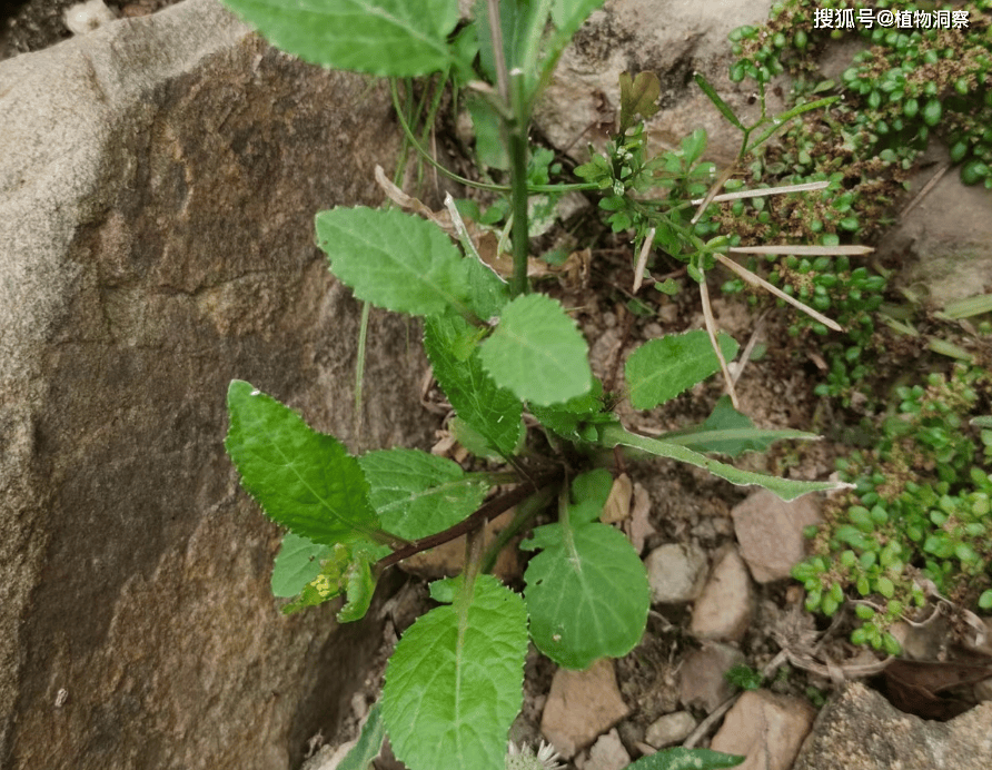 鸡肉菜草药图片