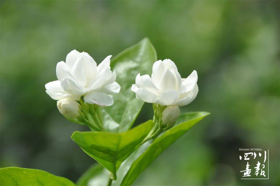 画卷天府·百花迎春