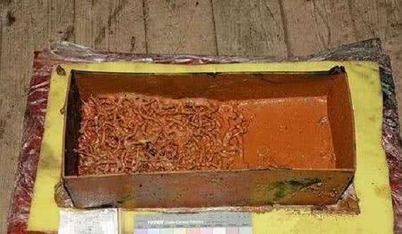 专家发掘四万平米水墓从中找出千年珍虫改变中国中药史