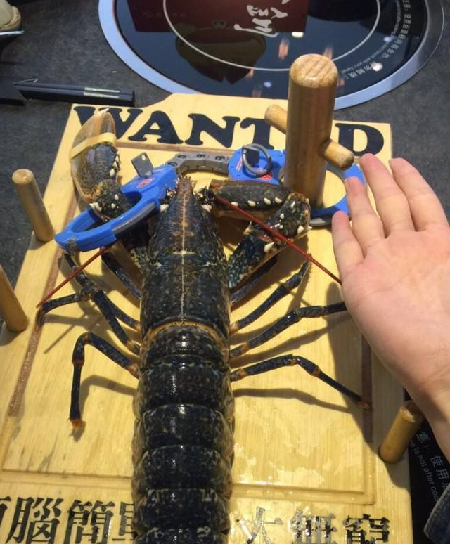原创最贵的龙虾有多贵这种怪颜色的虾抓到一只就可以换一套房