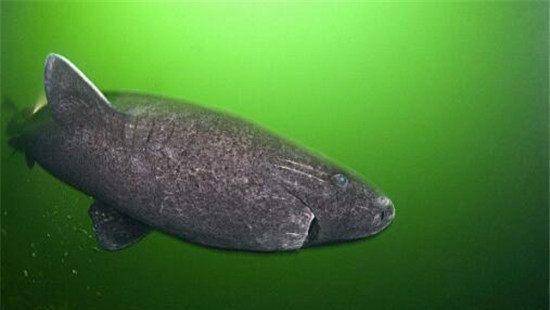 这条鲨鱼可能向天借了五百年,从明朝出生活到现在,阎王也没办法_格陵