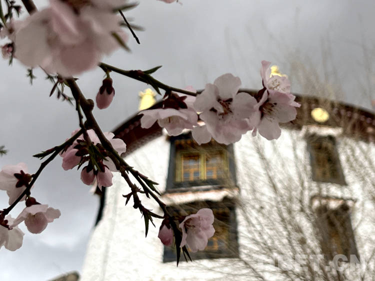 古刹帕邦喀 山寺桃花艳