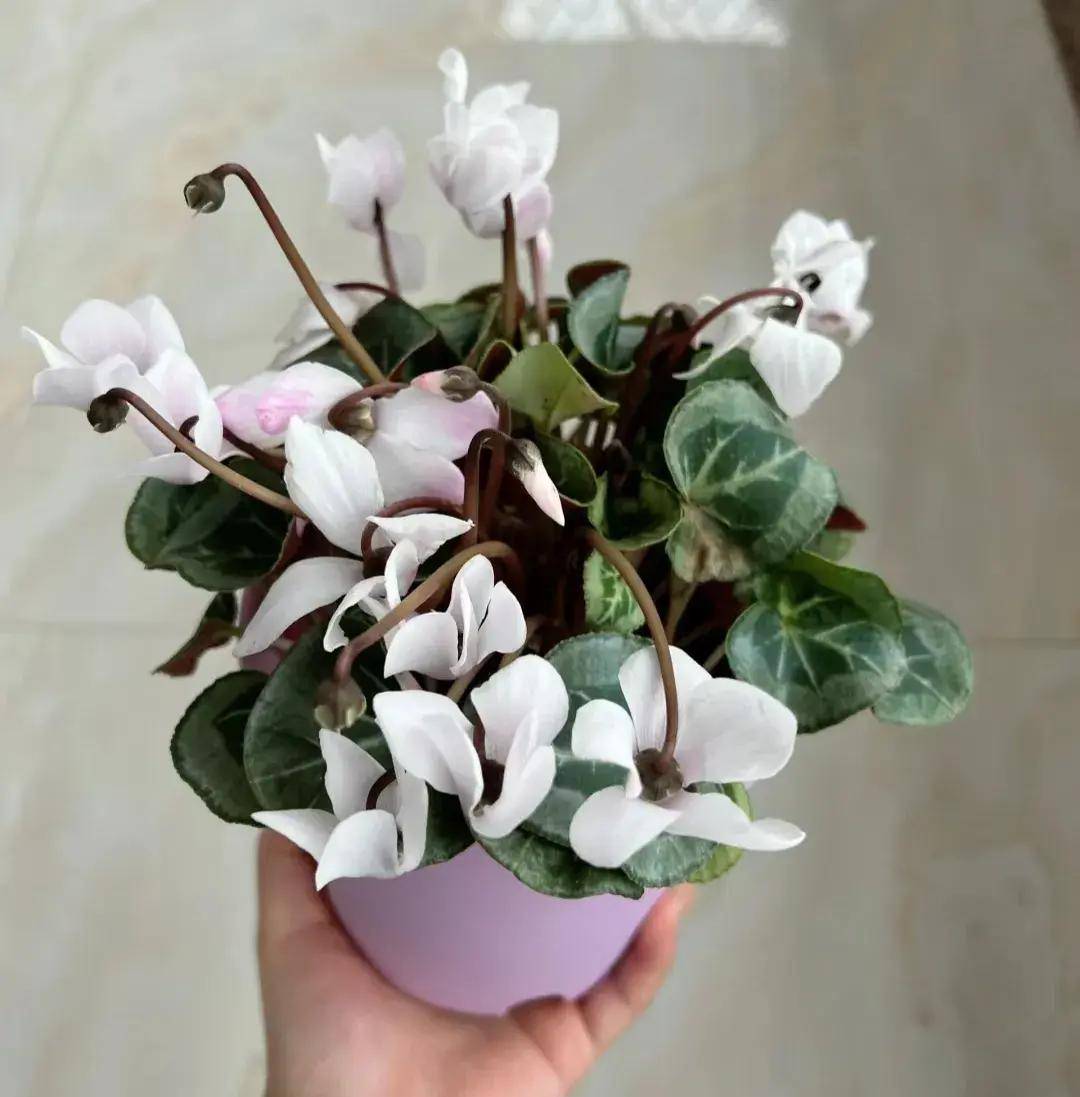 原创再次奉劝大家养护仙客来要用心及时解决4个问题