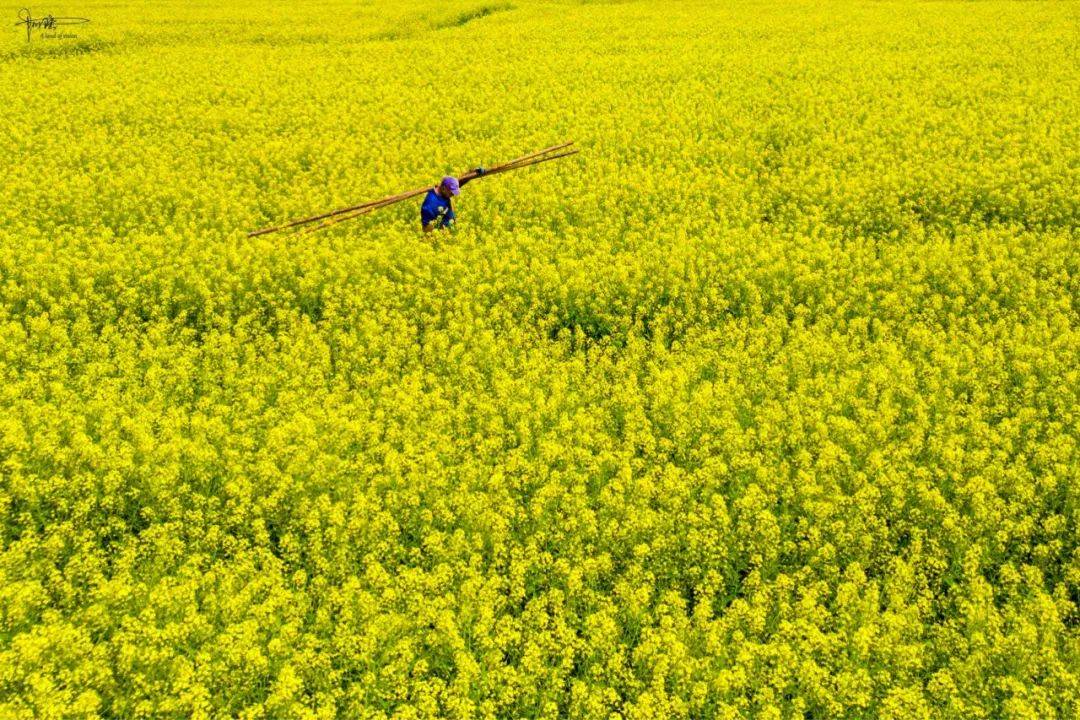 东梓关油菜花图片