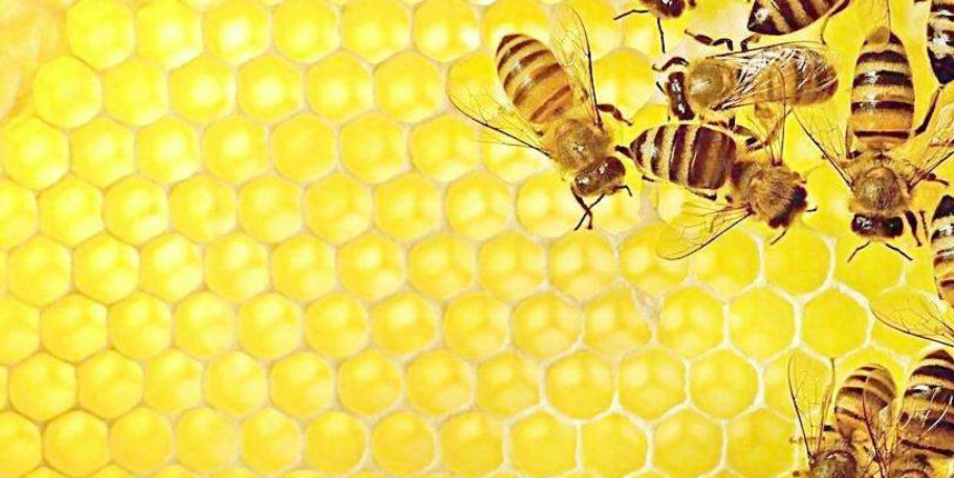 原创蜜蜂养殖五种方法判断蜜蜂是否生病老蜂农都这样干