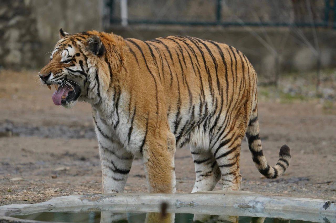 2024秦皇岛野生动物园门票开放时间地址