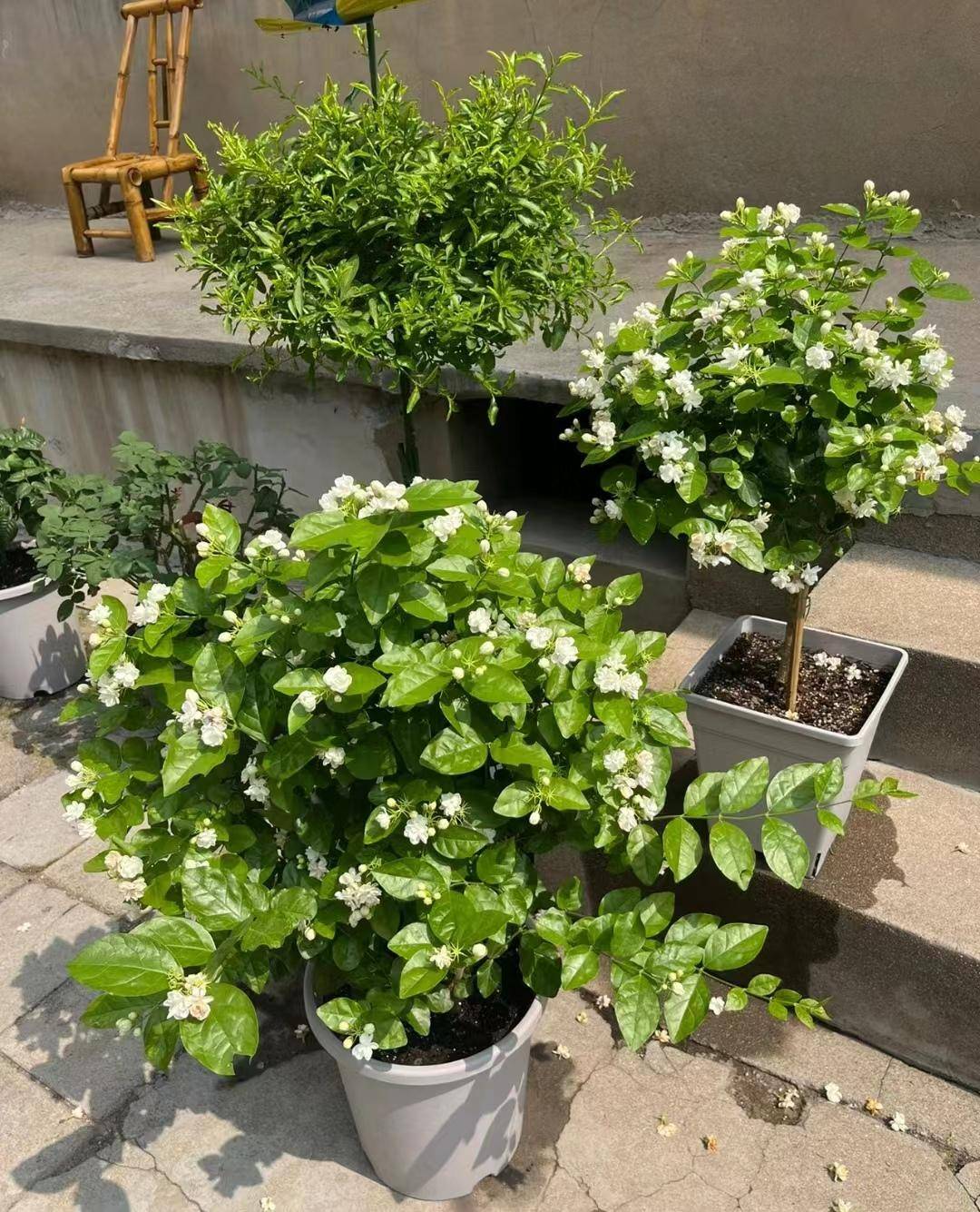听绿植师傅说:"茉莉有段位",假如品种没选对,再多努力都白费_修剪