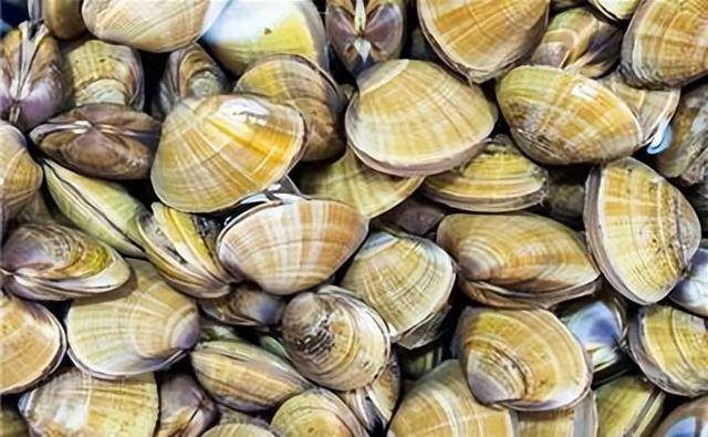 原创蛤蜊毛蚶蛏子蚬子这几种海鲜究竟有什么区别