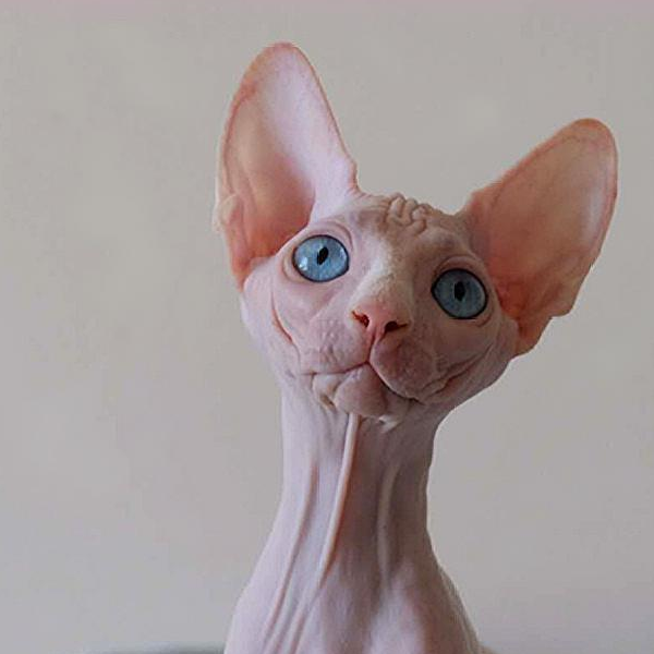 加拿大无毛猫:人家没有毛但照样可爱