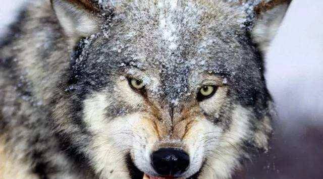 原创警世通言忘恩负义的白眼狼未得善终特别解气