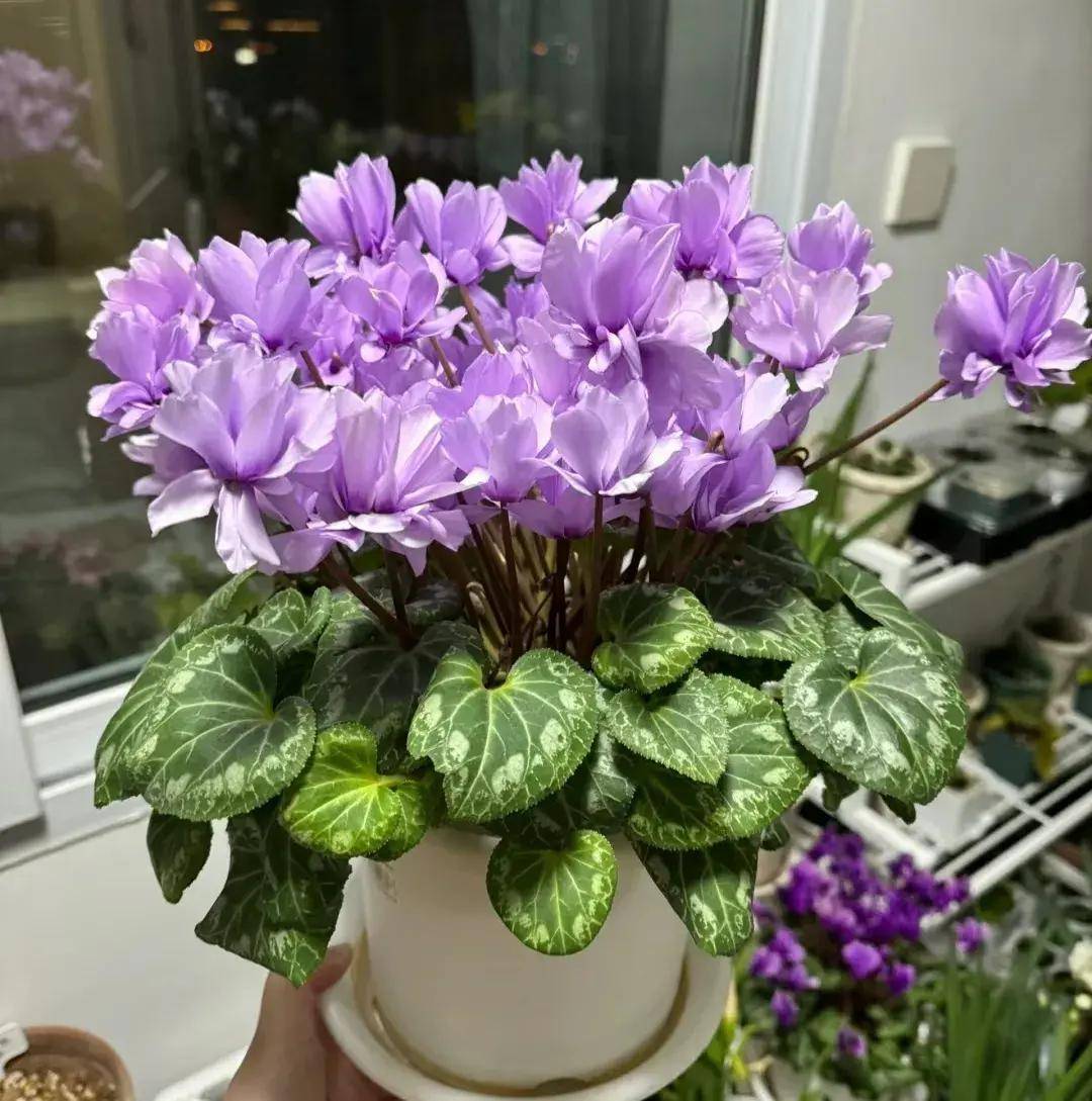 再次奉劝大家,养护仙客来要用心!及时解决4个问题_植物_花苞_叶片