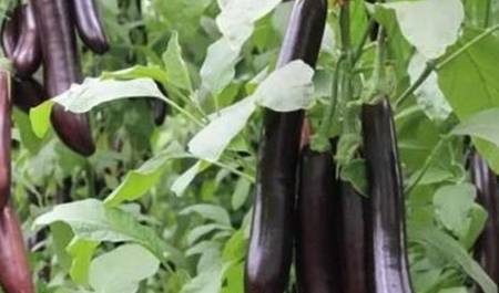 买茄子时买弯的还是直的挑错就白买了难吃还浪费钱