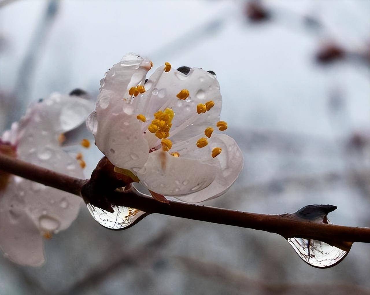 好看花的雨景图片图片