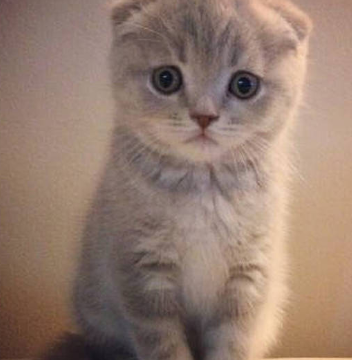 原创同样都是喵星人为什么有的猫乖巧软萌而有的猫皮的不行