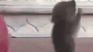 2分钟动物拜佛视频,刷爆圈子!太神奇_佛像_寺庙_老鼠