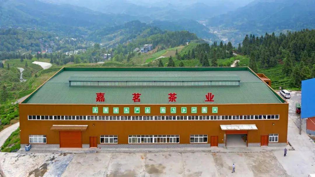 秀山绿色葛麻生机勃发