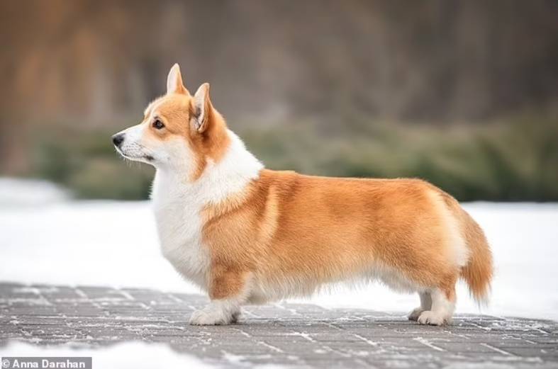 原创狗的尽头是中国土狗专家称若人类消失5年内所有狗外观都一样