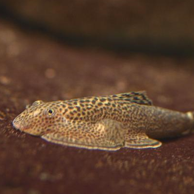 你的鱼缸配哪种"工具鱼"合适?看完这些你就知道怎么选了!