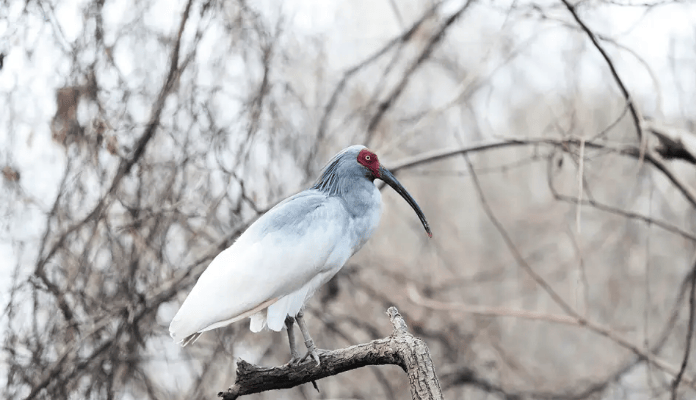 朱鹮的明天:守护希望的征程_种群_自然保护区_湿地