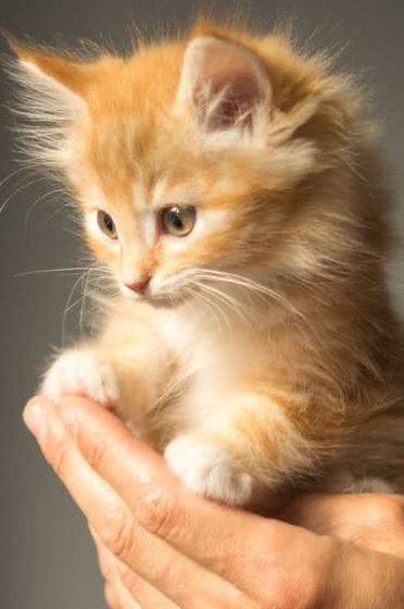 原创事实证明橘猫是一只行走的气球数月而已身材就远超前辈萌翻了